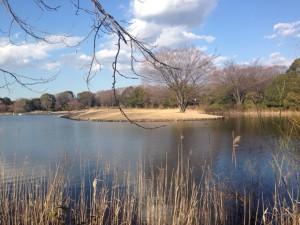 昭和纪念公园的湖水